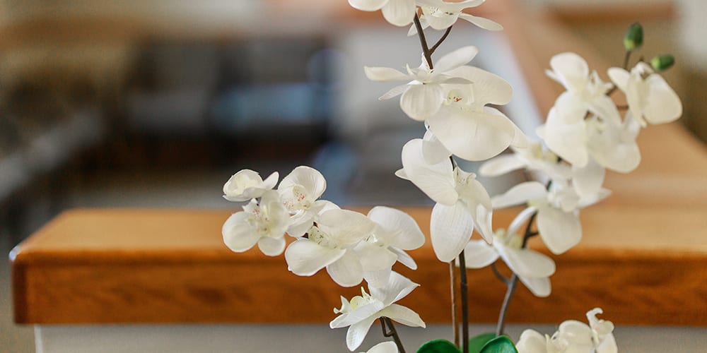 orchids plant in the midland office